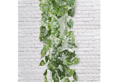 Plantas de Cobertura